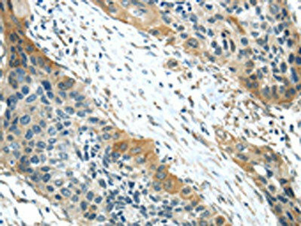 VSIG10 Antibody (PACO20860)