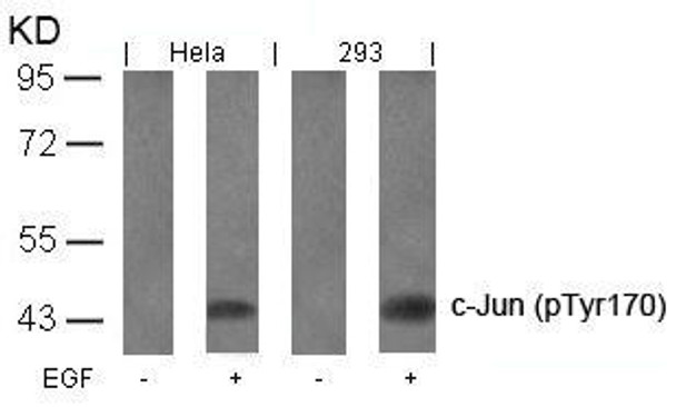 Phospho-JUN (Tyr170) Antibody (PACO23844)