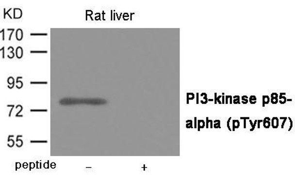 Phospho-PIK3R1 (Tyr607) Antibody (PACO23974)