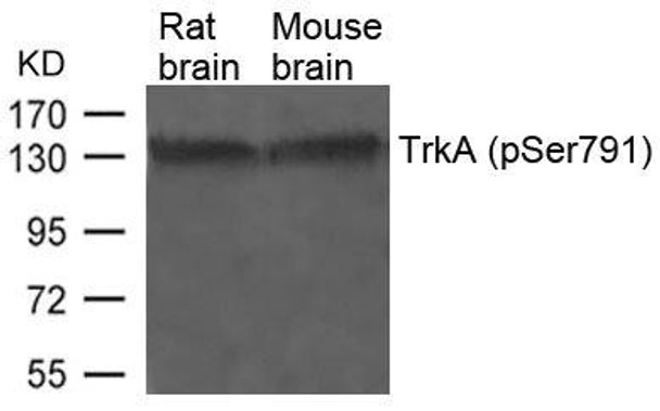 Phospho-NTRK1 (Ser791) Antibody (PACO24335)