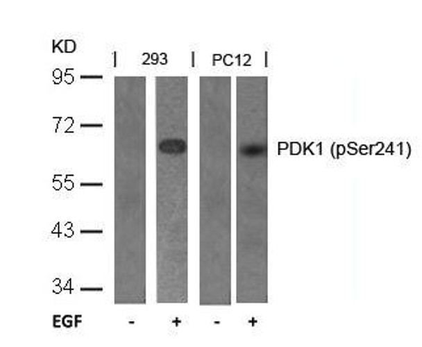 Phospho-PDPK1 (Ser241) Antibody (PACO24440)