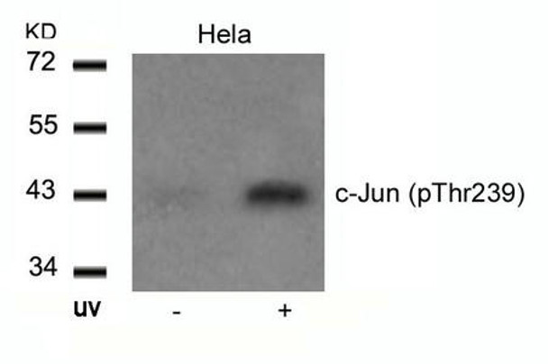 Phospho-JUN (Thr239) Antibody (PACO24443)