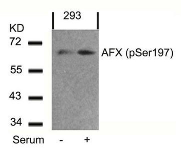 Phospho-FOXO4 (Ser197) Antibody (PACO24469)