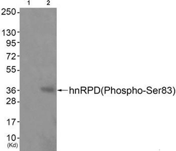Phospho-HNRNPD (Ser83) Antibody (PACO24528)