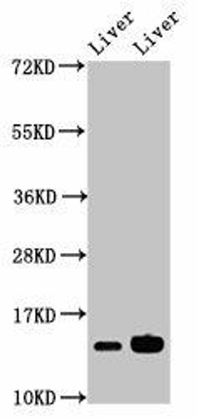 HIST1H2BB Antibody (PACO27365)