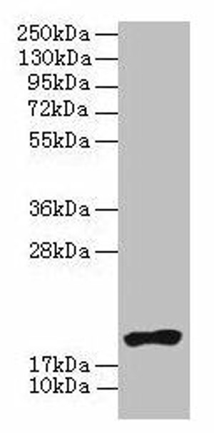 NR2C2AP Antibody (PACO28642)