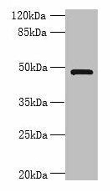 RNF26 Antibody (PACO29560)