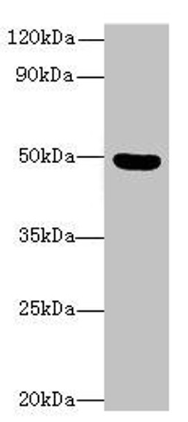 C5orf22 Antibody (PACO36034)