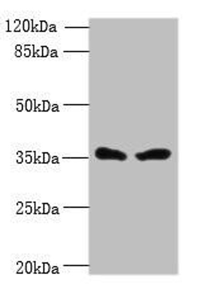 SIGLEC15 Antibody (PACO37110)