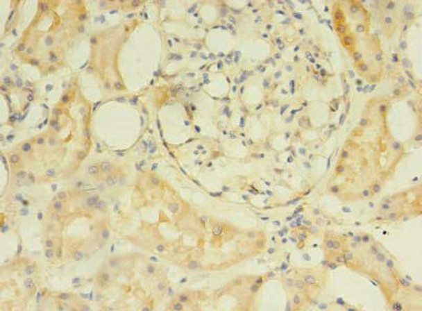 C2orf69 Antibody (PACO38286)