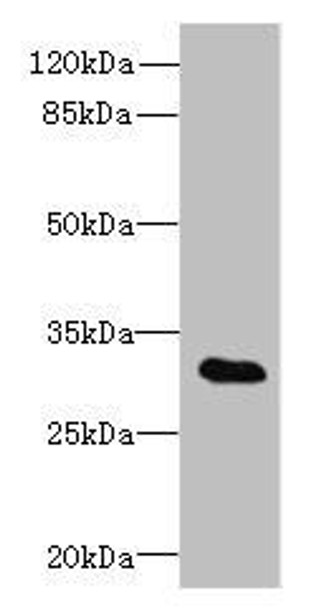 TSGA13 Antibody (PACO39038)