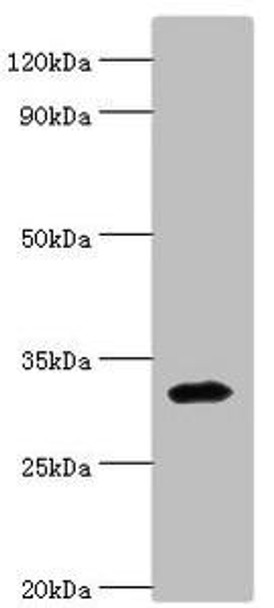 ZNF346 Antibody (PACO43498)