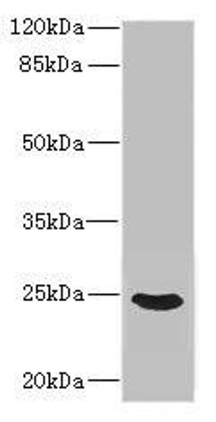FGF19 Antibody (PACO44376)