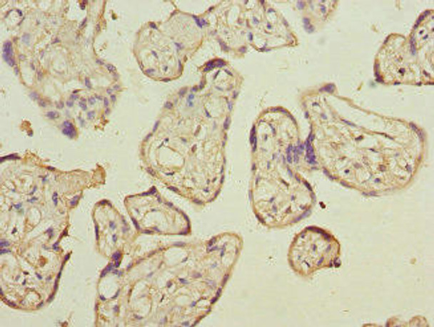 CD200 Antibody (PACO44462)