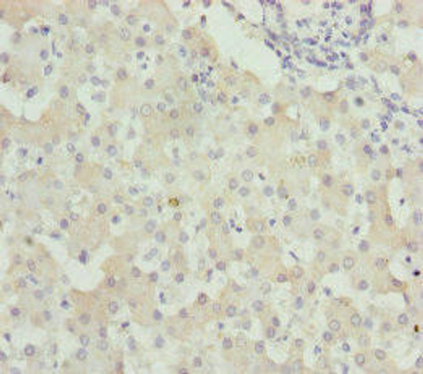 WDR45 Antibody (PACO44716)
