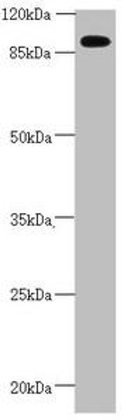 CEP95 Antibody (PACO45052)