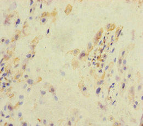 KLHL26 Antibody (PACO45586)