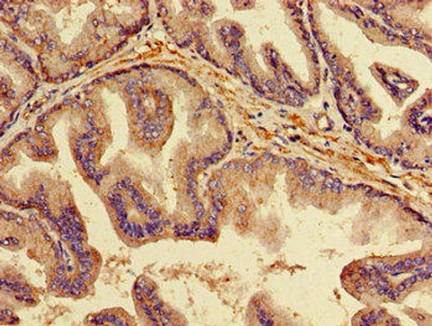 TNFRSF11B Antibody (PACO53402)