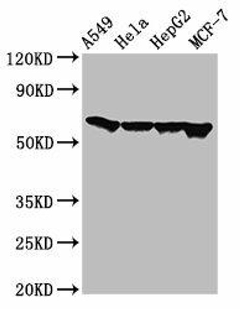 FZD10 Antibody (PACO55354)