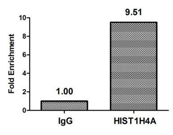 Acetyl-HIST1H4A (K5) Antibody (PACO56529)