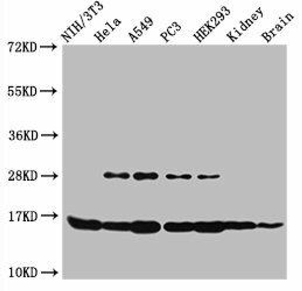 HIST1H3A (Ab-4) Antibody (PACO56531)