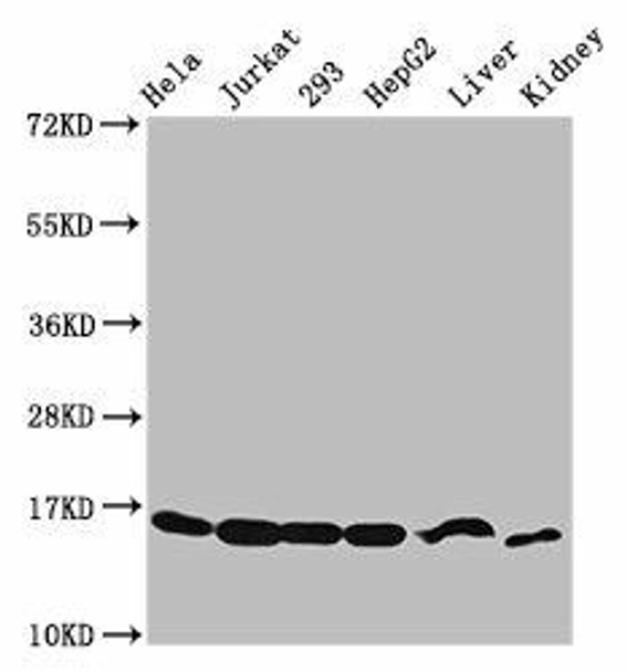 HIST1H3A (Ab-4) Antibody (PACO57627)