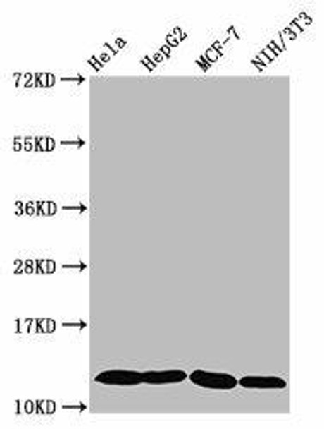 HIST1H4A (Ab-5) Antibody (PACO58662)