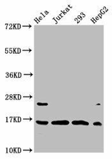 Crotonyl-HIST1H3A (K4) Antibody (PACO59666)