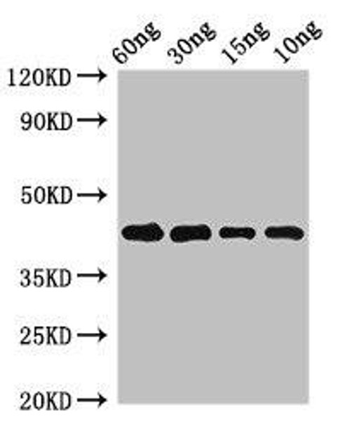 Pollen allergen Phl p 5b Antibody (PACO50622)