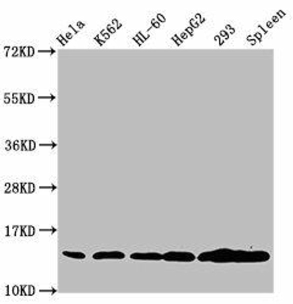 HIST1H2BC (Ab-120) Antibody (PACO60478)