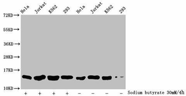 2-hydroxyisobutyryl-HIST1H2BC (K12) Antibody (PACO60519)