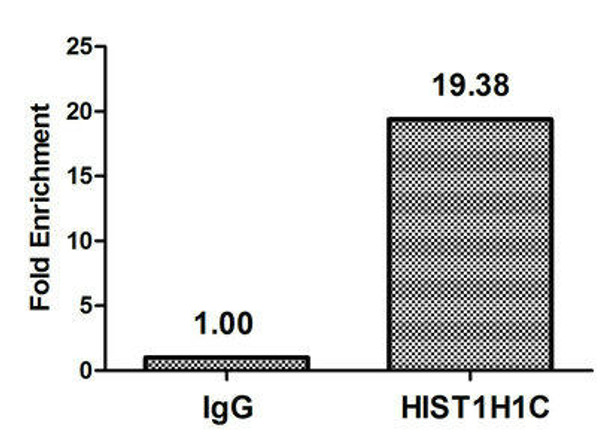 Formyl-HIST1H1C (K74) Antibody (PACO61281)
