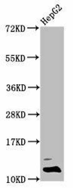 Formyl-HIST1H4A (K31) Antibody (PACO58654)