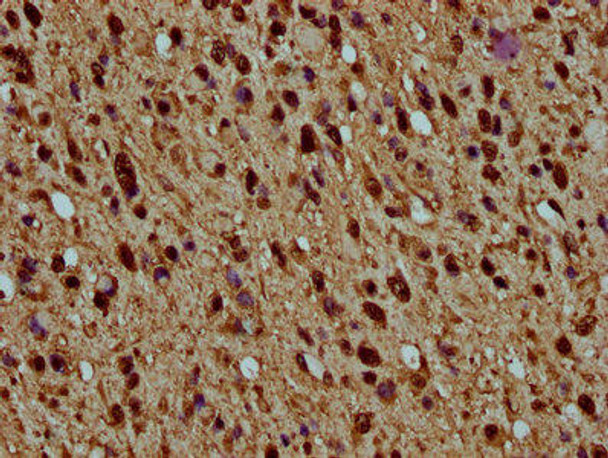 HIST1H4A (Ab-77) Antibody (PACO59607)