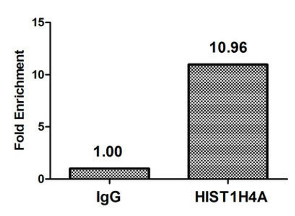 Acetyl-HIST1H4A (K16) Antibody (PACO59673)