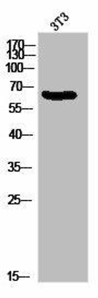 MSN/RDX/EZR Antibody (PACO02912)