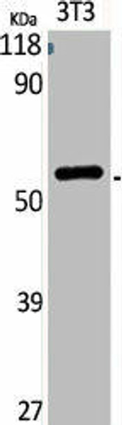 Phospho-HDAC2 (S394) Antibody (PACO06156)