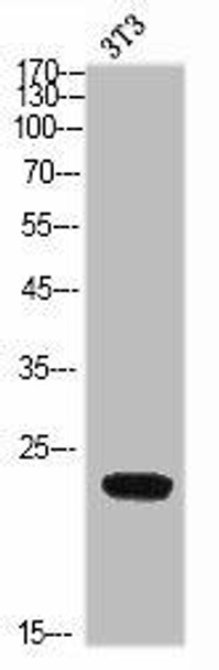 CD300LD Antibody (PACO06918)