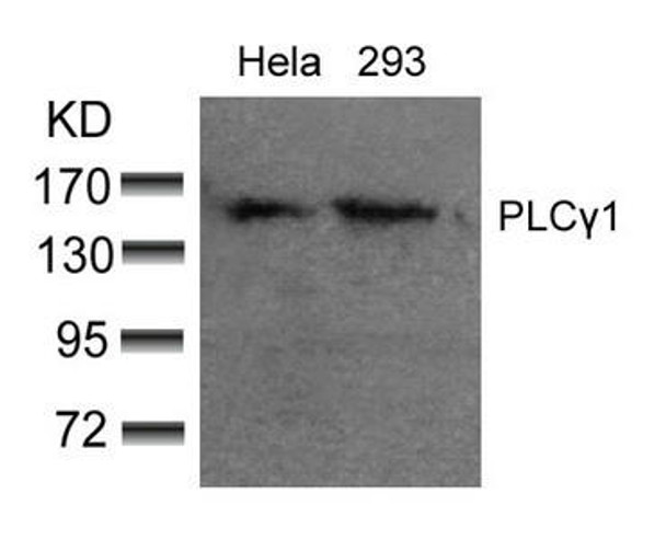 PLCG1 (Ab-783) Antibody (PACO21382)