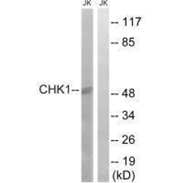 CHEK1 (Ab-280) Antibody (PACO21588)