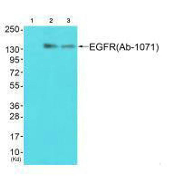 EGFR (Ab-1071) Antibody (PACO21593)