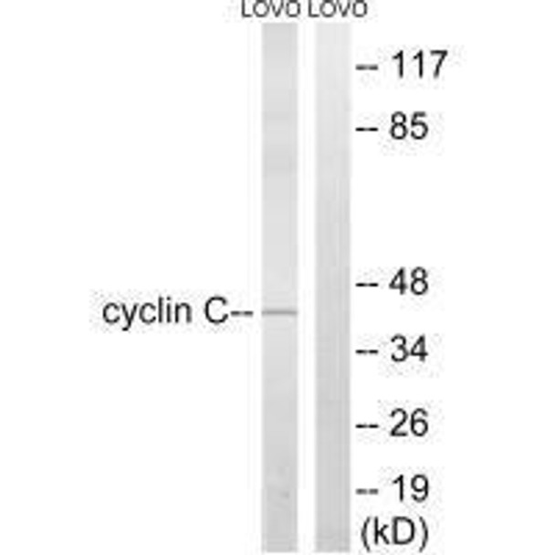 CCNC (Ab-275) Antibody (PACO21623)