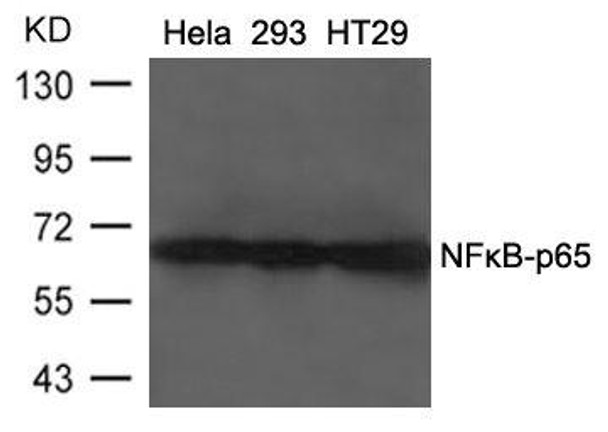 RELA (Ab-468) Antibody (PACO22861)