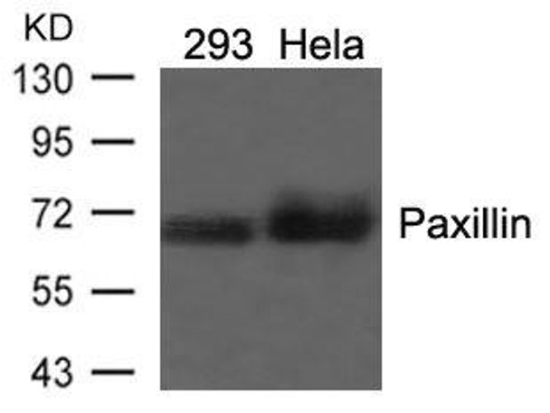 PXN (Ab-118) Antibody (PACO22907)