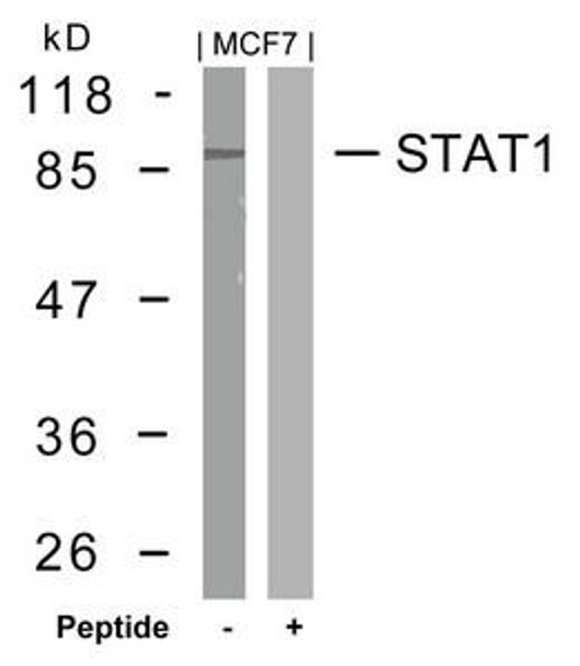 STAT1 (Ab-727) Antibody (PACO22938)