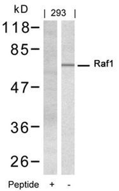 RAF1 (Ab-338) Antibody (PACO22948)