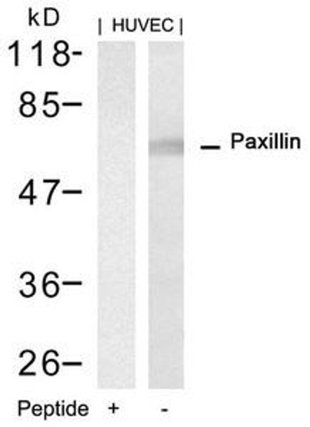 PXN (Ab-88) Antibody (PACO22999)