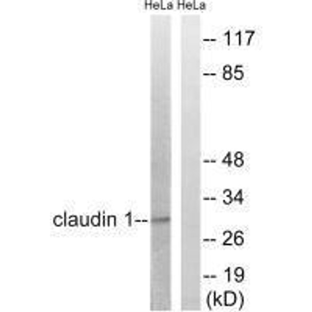 CLDN1 (Ab-210) Antibody (PACO23078)