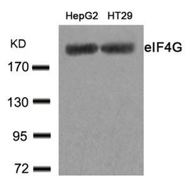 EIF4G1 (Ab-1232) Antibody (PACO23594)