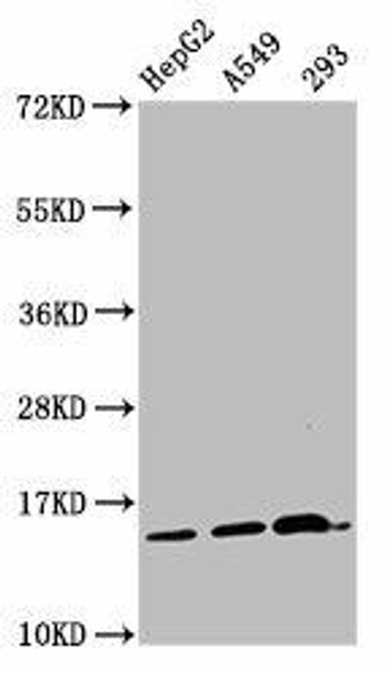 HIST1H2AG (Ab-11) Antibody (PACO56703)